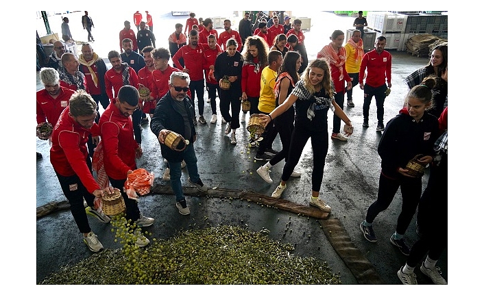 Ayvalıkgücü Belediyesporlu sporculardan zeytin hasatı