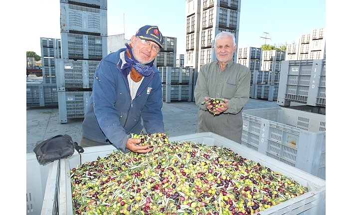 Burhaniye’de Yeşil Zeytin Alımına Başlandı Fiyatlar Tatmin Etmedi