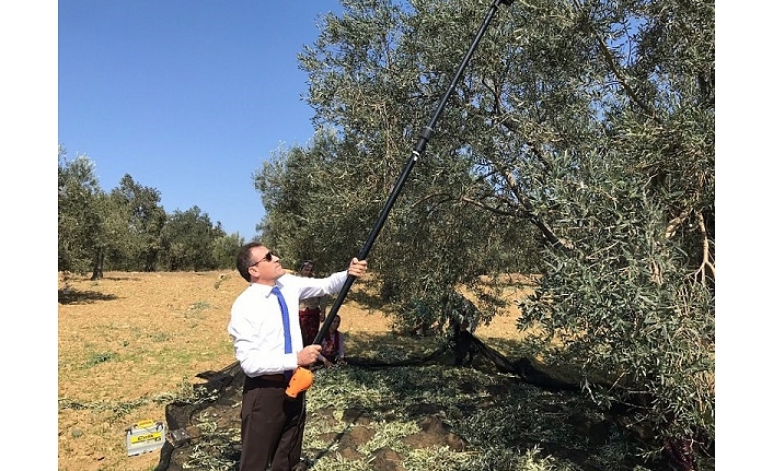 Kaymakam Zeytin Hasadı Yaptı