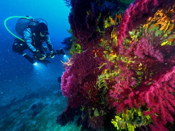 Ayvalık’ın kırmızı mercanları dünya turizmine açılıyor 