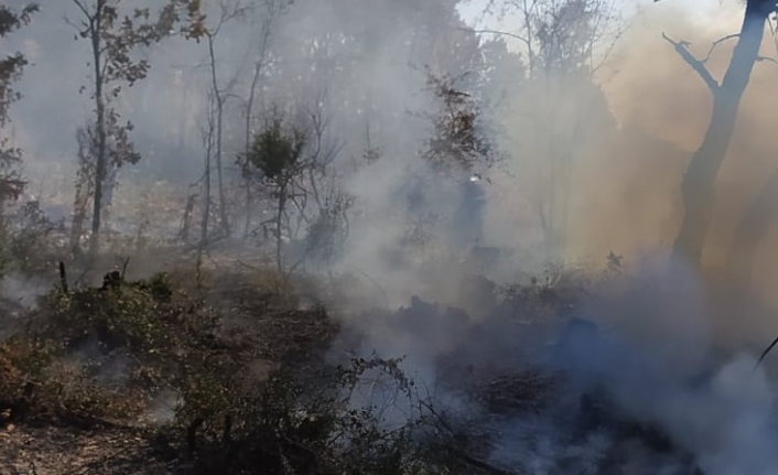 Balya'da orman yangını