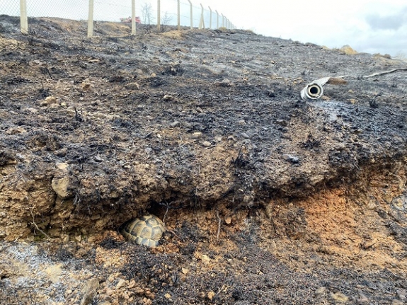 Bandırma'da makilik alanda çıkan yangın rüzgarında etkisi ile büyüdü