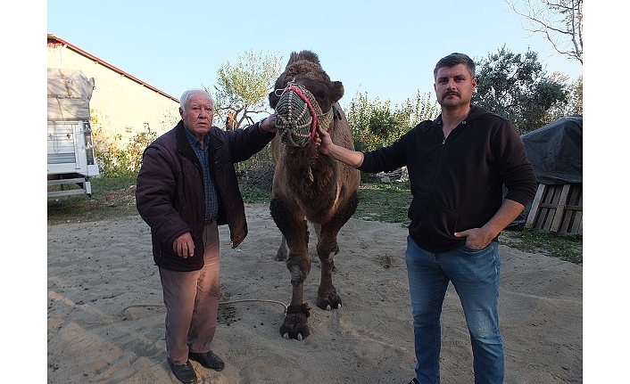 Burhaniye’de Güreş Develeri Antrenmana Başladı