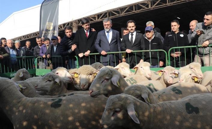 Büyükşehir Kepsut'ta yüzde 100 hibe ile koç dağıttı