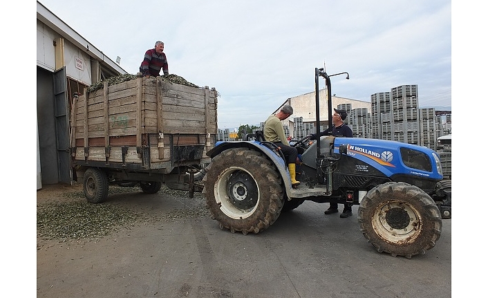 Yem Pahalanınca Çobanlar Zeytin Yaprağına Yöneldi