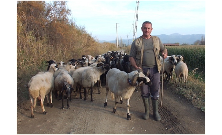 Burhaniye'de Çobanlar süt Fiyatlarının Artmasını İstiyor