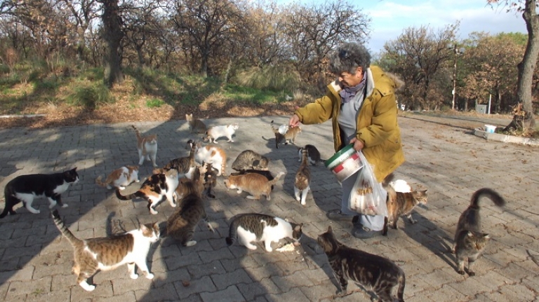 Burhaniye’de emekli hemşire 18 yıldır sokak kedilerini besliyor