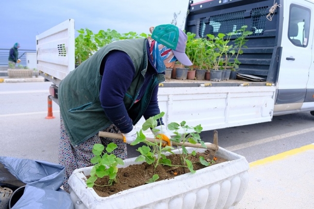 Rengârenk sardunyalar Ayvalık’ı süslüyor