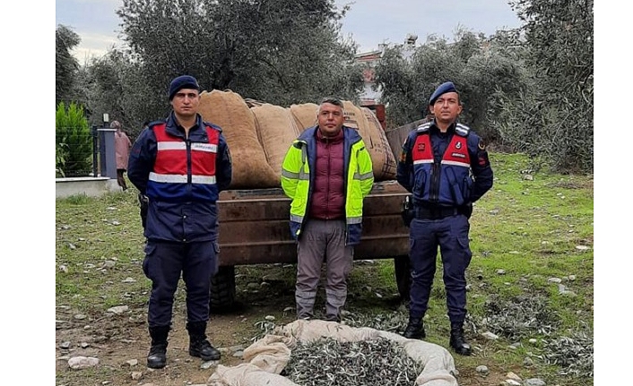 Zeytin Hırsızlıklarına Karşı Alınan Önlemler