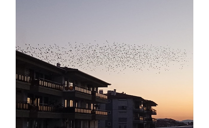 Ayvalık’ta Sığırcık Kuşlarından Gökyüzü Şovu