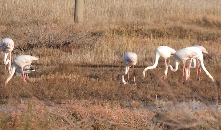 Burhaniye'de 'Flamingo' güzelliği