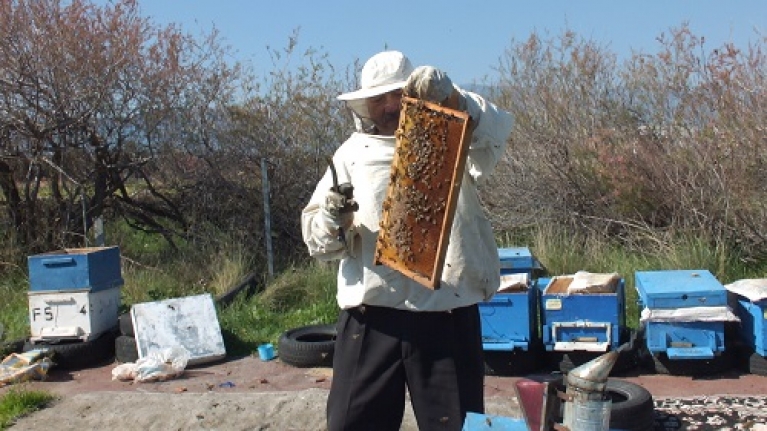 Burhaniye’de Son Yağışlar Arıcıları Sevindirdi