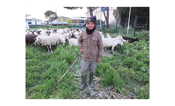 Burhaniye’de Bahar Yağmurları Çobanları Sevindirdi