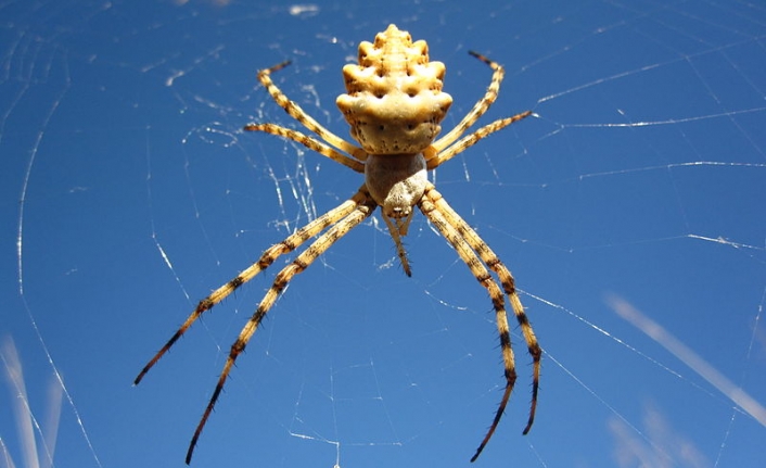Ayvalık’ta dünyanın en zehirli örümcek türlerinden biri görüntülendi