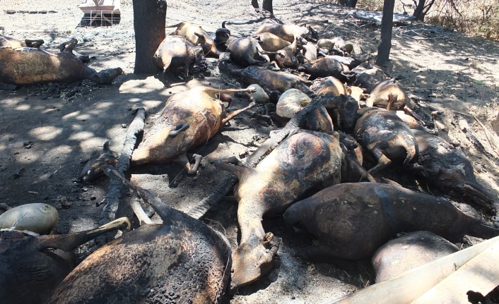 Burhaniye de ağıl yangınında 33 koyun telef oldu