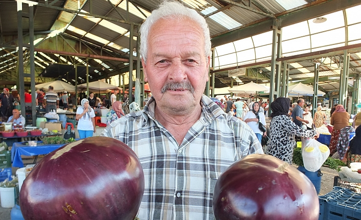 Burhaniyeli çiftçi kiloluk patlıcanlar yetiştirdi