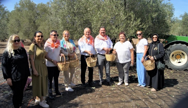 Ayvalık’ı Zeytin Hasat Coşkusu Sardı