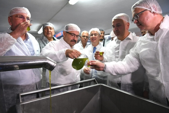 Ayvalık’ta Yılın İlk Zeytin İlk Hasadı Heyecanı: İlk hasat zeytinyağını Vali Ustaoğlu, ikram etti vekiller içti