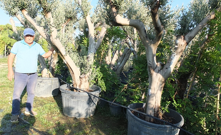 Burhaniye’de zeytin ağaçları saksıya girdi