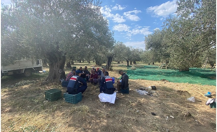 Jandarma Devriyeleri Zeytin Hırsızlarına Göz Açtırmıyor