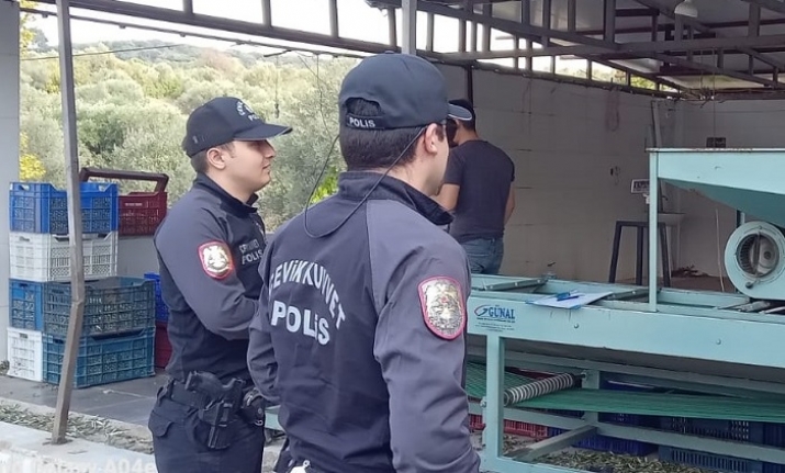 Zeytin bahçelerinde polis göz açtırmıyor  