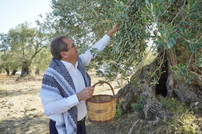 Mesut Ergin: “Dünya Zeytin Ağacı Günü Kutlu Olsun”