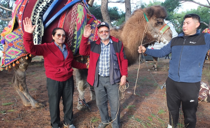 Burhaniye’de Kadın Devecinin güreş heyecanı