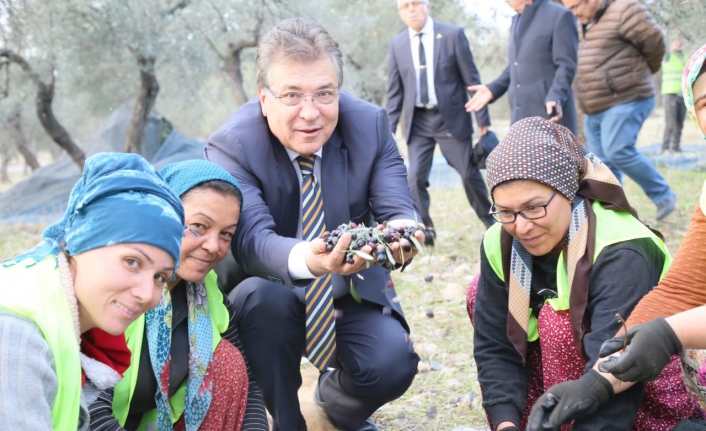 Edremit Körfezi yeşil çizik zeytini AB tarafından tanındı