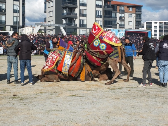 Burhaniye’de deve güreşini 20 bin kişi izledi