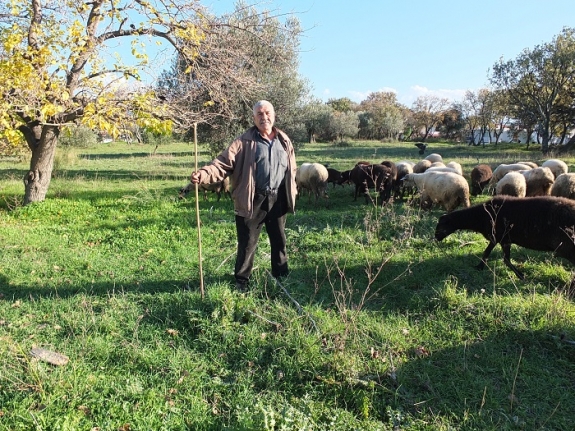 Burhaniye’de yağışlar çobanları sevindirdi