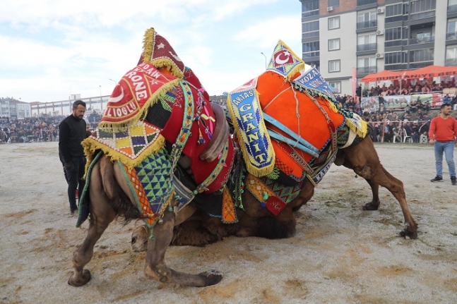 Burhaniye’de Zeytin Hasat Festivali Ve Deve Güreşleri Başlıyor