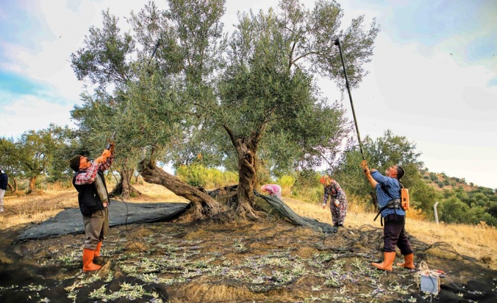 Ayvalık'ta zeytin hasadı kitap oldu