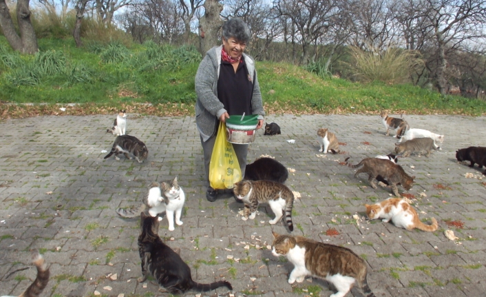 Burhaniye’de emekli hemşire 20 yıldır sokak kedilerini besliyor
