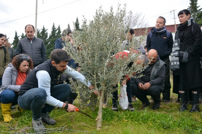 Burhaniye’de Zeytin Yetiştiriciliği Kursuna 100 kişi katıldı