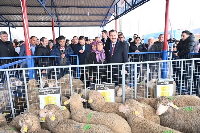 Büyükşehir, Sındırgı’da 550 damızlık dağıttı