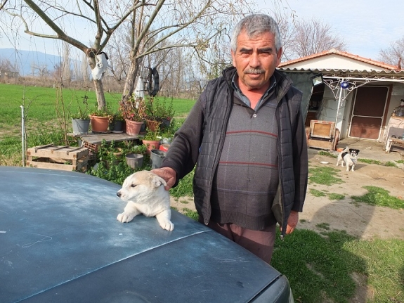 Sokak Köpeklerine sahip çıktı