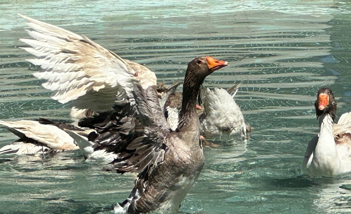 Edremit’in ördekli parkı geri geldi