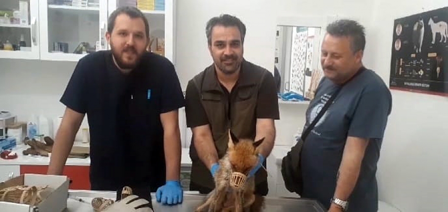 Kazdağları Milli Parklar Şefliği baygın tilki için seferber oldu