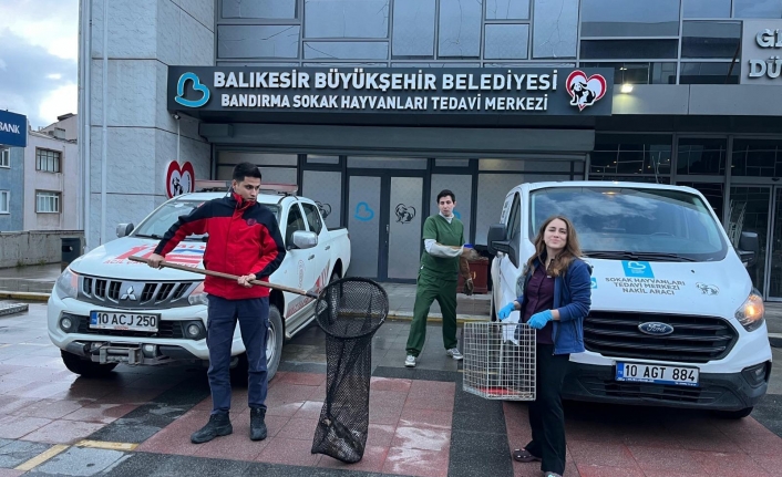 Balıkesir Bandırma'da ağaçta mahsur kalan yaralı martının imdadına itfaiye yetişti