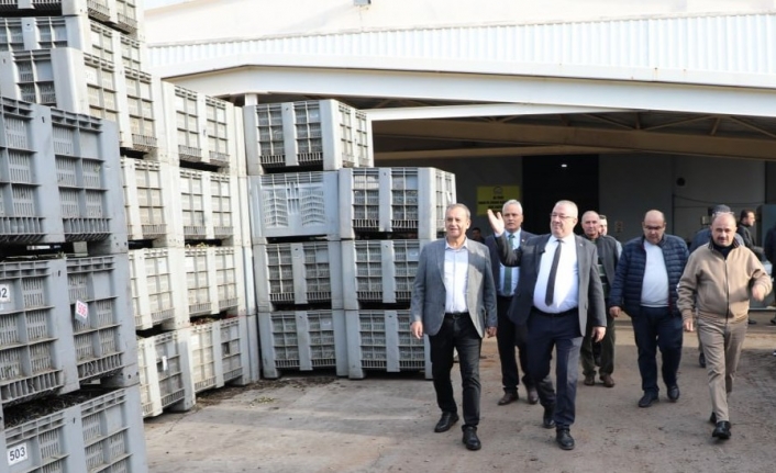 Edremit Belediyesi zeytinleri emin ellerde. Başkan Ertaş, “Tek bir zeytin tanesi heba olmuyor”