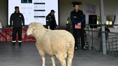 Bandırma'da Geleneksel Damızlık Koç Satışı'nda rekor rakam!