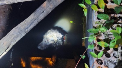 Gömeç’te köpek su dolu havuza düştü
