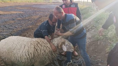 Havran'da Ateş Savaşçıları: Mahsur kalan koçu kurtardılar
