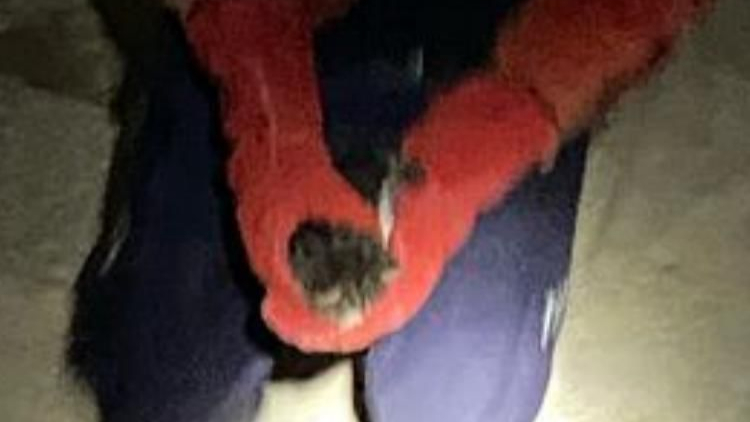 Gömeç’te itfaiyeden tam teçhizatlı kedi kurtarma operasyonu