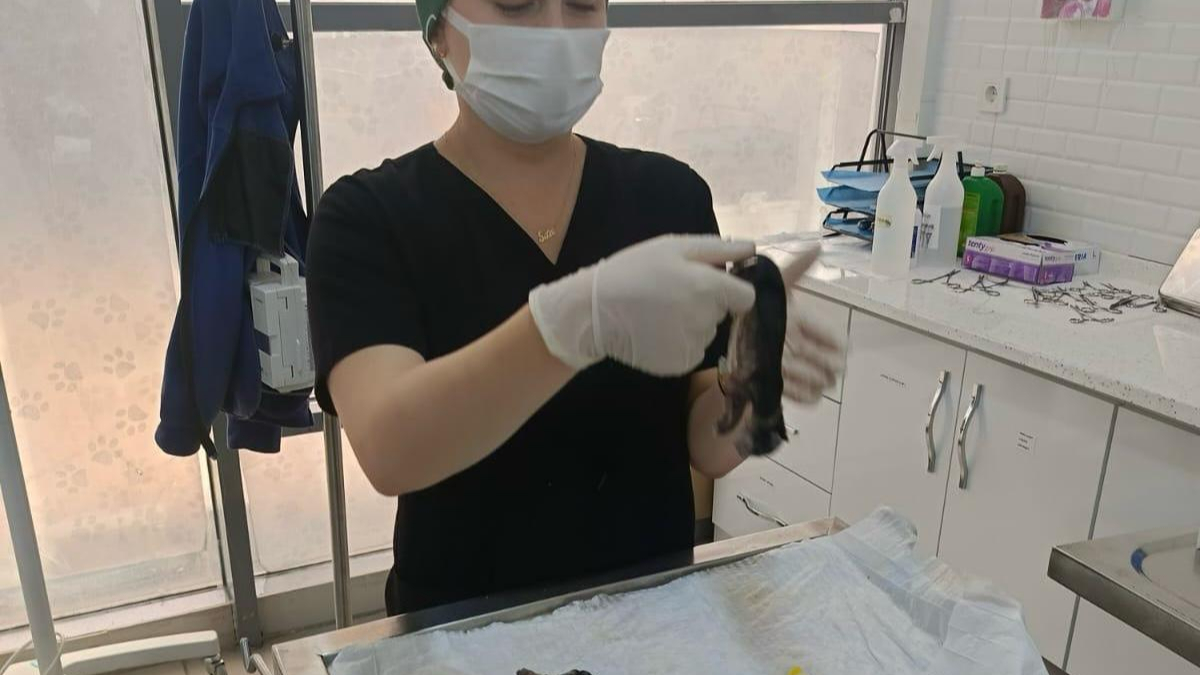 Balıkesir'de Büyükşehir, hamile kediyi kurtarmak için seferber oldu