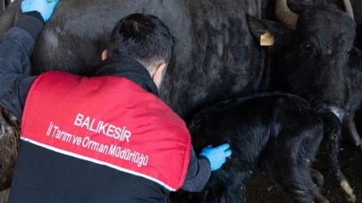 Ayvalık’ta hayvan sağlığı için aşılama çalışmaları sürüyor