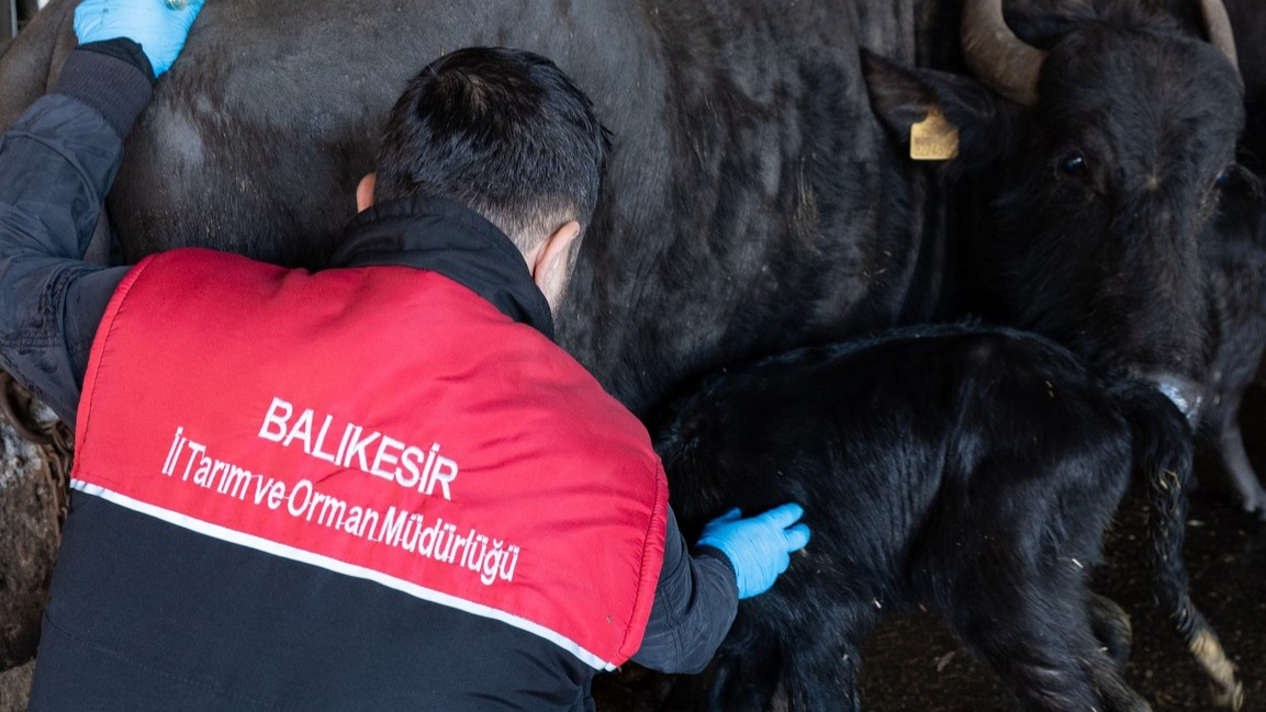 Ayvalık’ta hayvan sağlığı için aşılama çalışmaları sürüyor