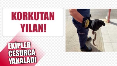 Burhaniye’de araçta yılan paniği!