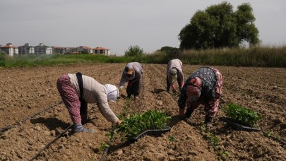 Ayvalık’ta Kooperatif Ürünlerinde Tarımdan Sofraya Kadın Eli Değiyor