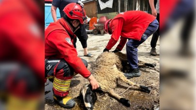 Burhaniye’de Kuyuya Düşen Kurbanlık Kuzu Böyle Kurtarıldı